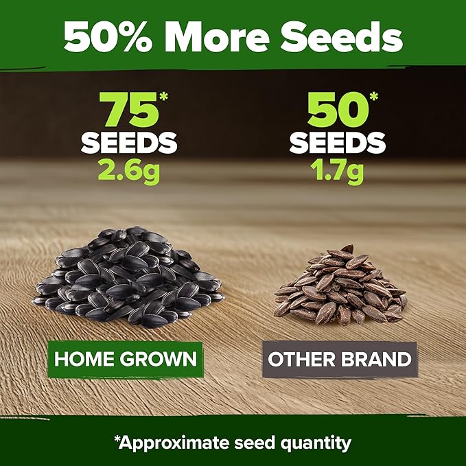 HOME GROWN Chocolate Cherry Sunflower Seeds – 75 𝗡𝗢𝗡-𝗚𝗠𝗢 𝗨𝗦𝗔 Heirloom Seeds for Planting