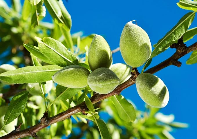 Food to Live Organic Blanched Slivered Almonds, 14 Pounds - Non-GMO, Raw, Unpasteurized, Unsalted