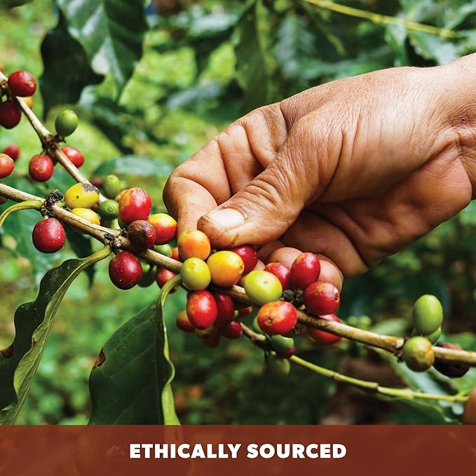 Low Acid Organic Coffee ??Whole Bean, Mold-Free & Stomach Friendly by Java Planet, Cinnamon and