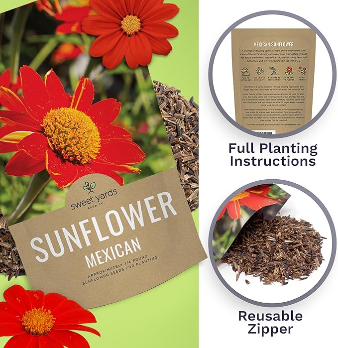 Mexican Sunflower Seeds – Bulk Quarter Pound Bag – Over 10,000 Open Pollinated Non-GMO Wildflower