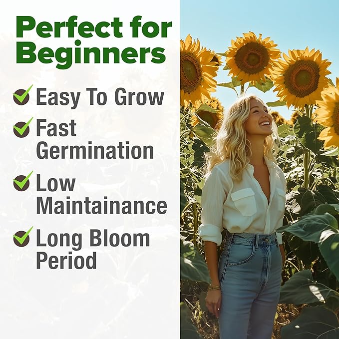 HOME GROWN 𝗨𝗦𝗔 Sunflower Seeds to Plant | 520+ Giant Mammoth Sunflower Seeds for Planting Bulk