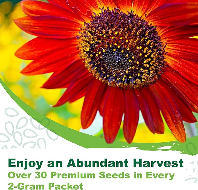 TKE Farms & Gardens - Chocolate Cherry Sunflower Seeds for Planting, 50+ Heirloom Non-GMO Seeds