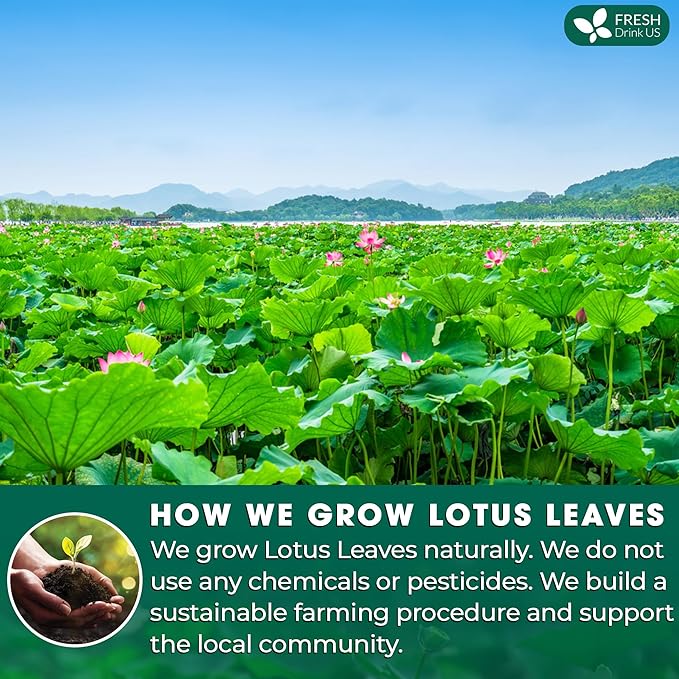 FreshDrinkUS, Premium 135 Lotus Leaf Tea Bags, 100% Natural & Pure from Lotus Leaves. Loose Leaf