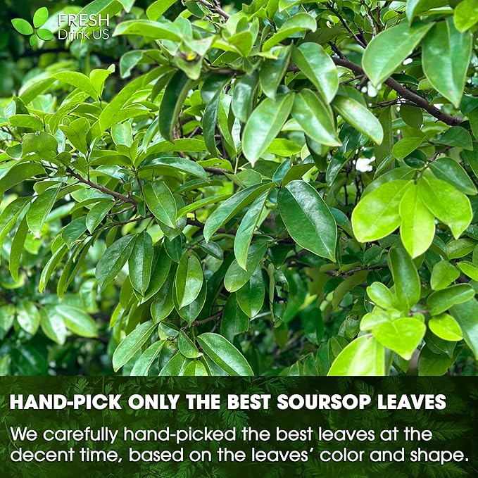 FreshDrinkUS, 240+ Premium Soursop Graviola Dried Leaves Tea, 230-250 Whole Soursop Leaves