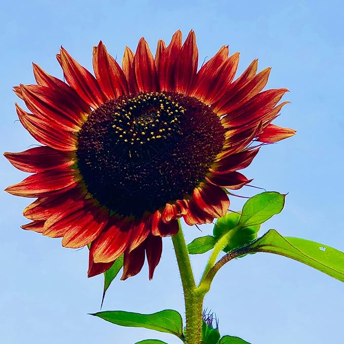 Park Seed ProCut Red Sunflower Seeds – Deep Red 4-Inch Blooms with Brown Centers, Easy to Grow