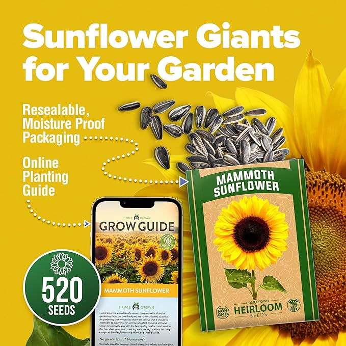 HOME GROWN 𝗨𝗦𝗔 Sunflower Seeds to Plant | 520+ Giant Mammoth Sunflower Seeds for Planting Bulk