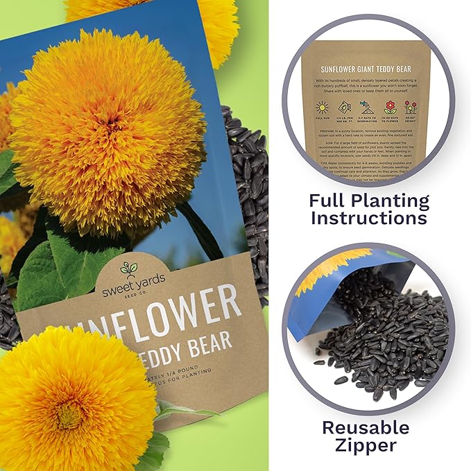 Giant Teddy Bear Sunflower Seeds - Bulk 1/4 Pound Bag - Over 5,000 Fresh Open Pollinated Non-GMO