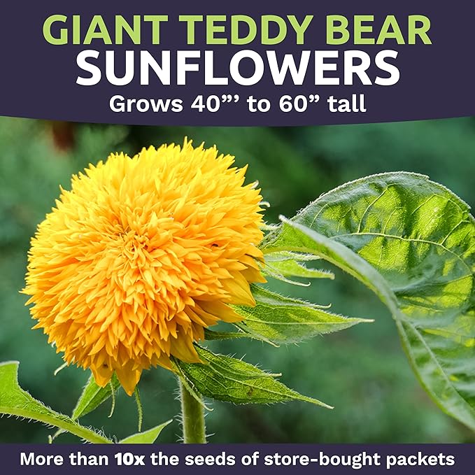 Giant Teddy Bear Sunflower Seeds - Bulk 1/4 Pound Bag - Over 5,000 Fresh Open Pollinated Non-GMO