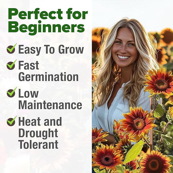 HOME GROWN 𝗨𝗦𝗔 𝗣𝗥𝗘𝗠𝗜𝗨𝗠 Autumn Beauty Sunflower Seeds to Plant 40 Heirloom Non-GMO