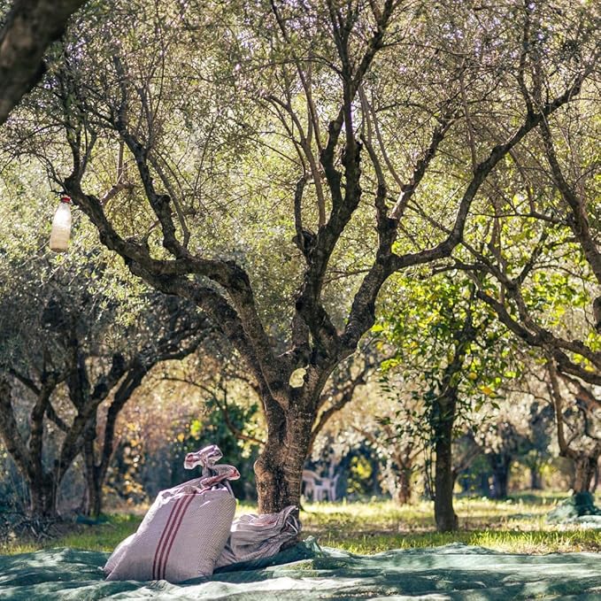 Yialós Extra Virgin Olive Oil from Greece ??2025 NYIOOC Winner | Small Batch, Single Estate, 100%