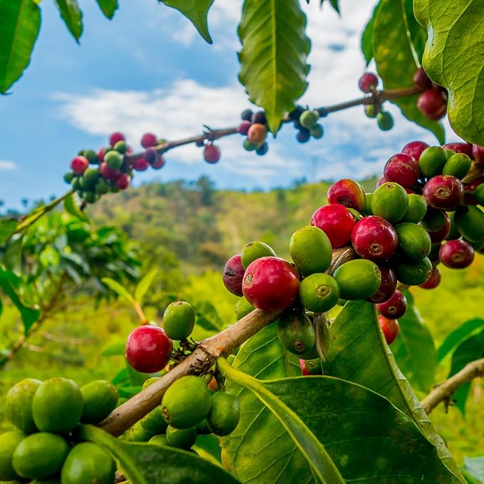 ROYAL KONA COFFEE Whole Bean - 100% Hawaiian Kona Coffee, Private Reserve, Medium Roast, (Pack of 2)