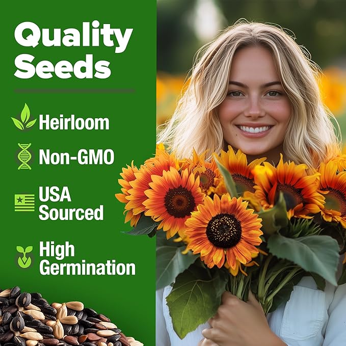 HOME GROWN 𝗨𝗦𝗔 𝗣𝗥𝗘𝗠𝗜𝗨𝗠 Autumn Beauty Sunflower Seeds to Plant 40 Heirloom Non-GMO