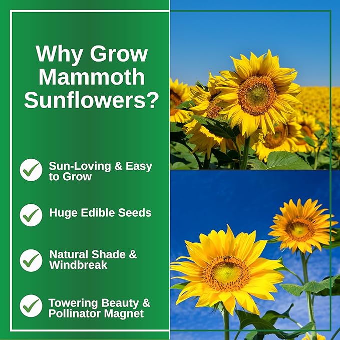 TKE Farms & Gardens - Mammoth Sunflower Seeds for Planting, 100+ Non-GMO Heirloom Seeds, Grow
