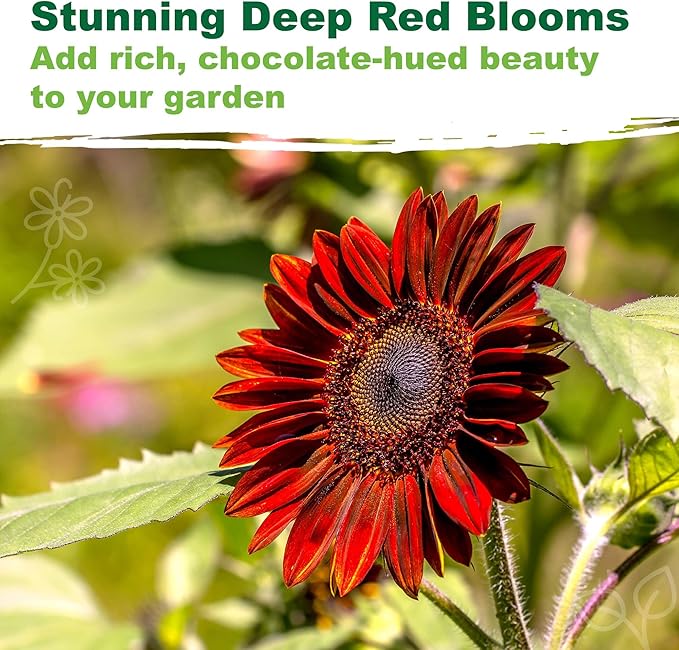TKE Farms & Gardens - Chocolate Cherry Sunflower Seeds for Planting, 50+ Heirloom Non-GMO Seeds