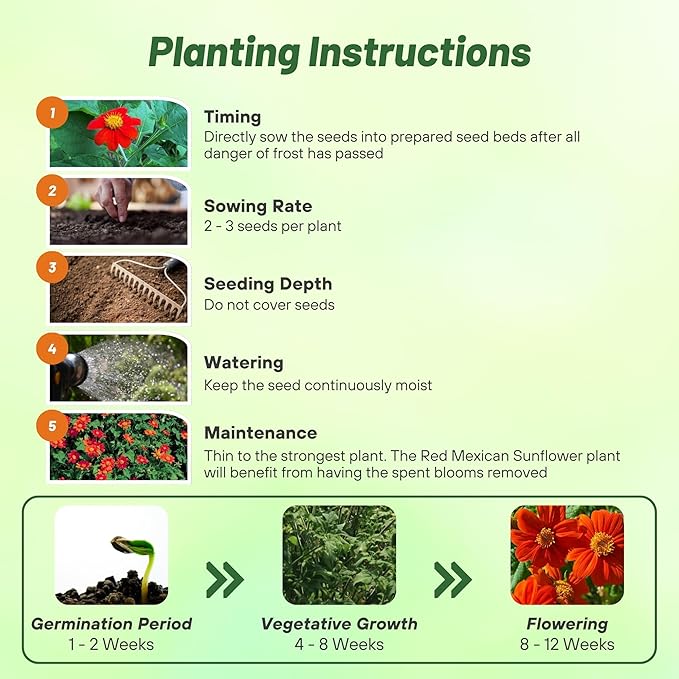 Outsidepride Red Torch Mexican Sunflower Seeds - 1000 Seeds Annual Tithonia, Fast-Growing, Heat &