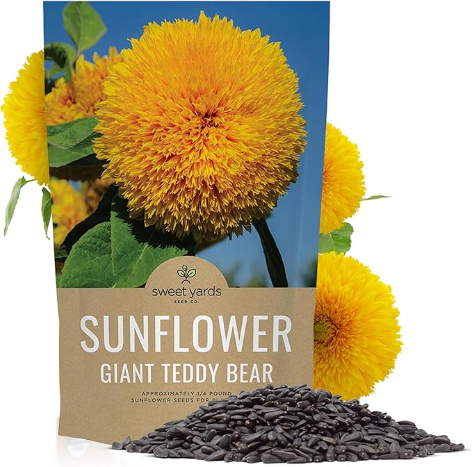 Giant Teddy Bear Sunflower Seeds - Bulk 1/4 Pound Bag - Over 5,000 Fresh Open Pollinated Non-GMO