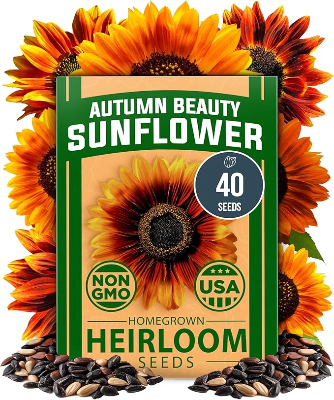 HOME GROWN 𝗨𝗦𝗔 𝗣𝗥𝗘𝗠𝗜𝗨𝗠 Autumn Beauty Sunflower Seeds to Plant 40 Heirloom Non-GMO