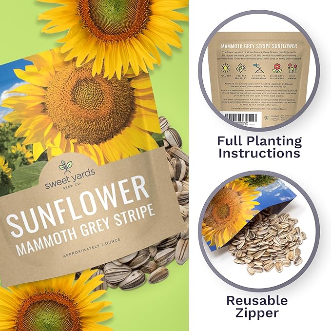 Mammoth Grey Stripe Sunflower Seeds for Planting – Extra Large Packet – Over 250 Open Pollinated