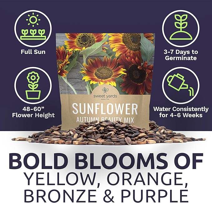 Autumn Beauty Sunflower Seeds – Extra Large Packet – Over 1,400 Open Pollinated Non-GMO Wildflower