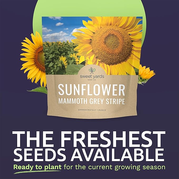 Mammoth Grey Stripe Sunflower Seeds for Planting – Extra Large Packet – Over 250 Open Pollinated