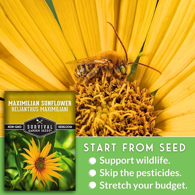 Survival Garden Seeds - Maximilian Sunflower (Helianthus maximiliani) | 10-Foot Prairie Giant |
