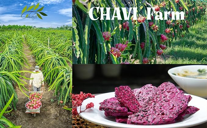 CHAVI Dragon Fruit Chips - Pack of 3 x 2 Oz - Healthy 1 Ingredient Superfood Snack - No Added