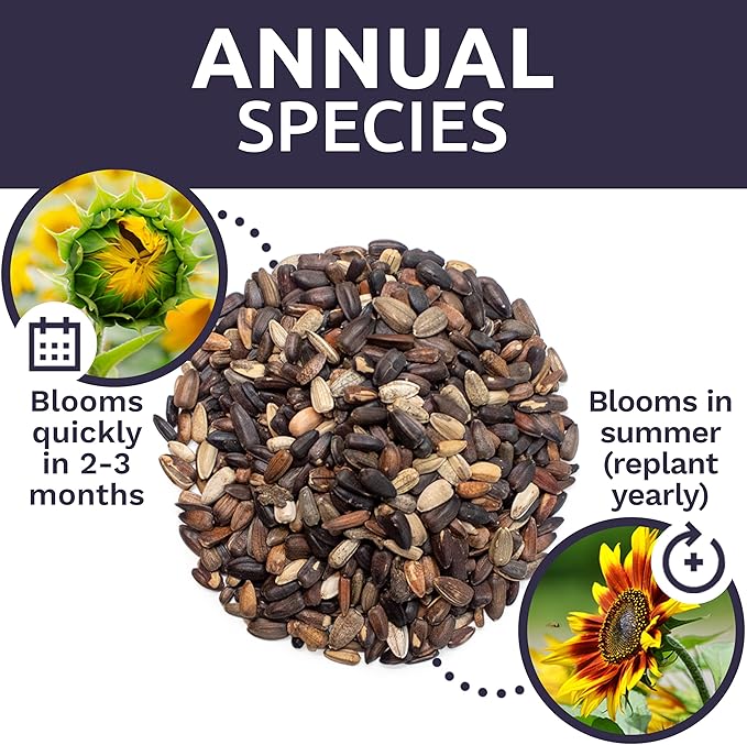 Autumn Beauty Sunflower Seeds – Extra Large Packet – Over 1,400 Open Pollinated Non-GMO Wildflower