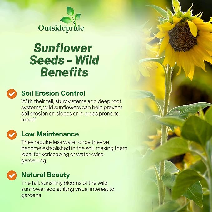 Outsidepride Wild Sunflower Seeds for Planting - 1 lb. Annual, Easy to Grow Flower Seeds w/Vibrant