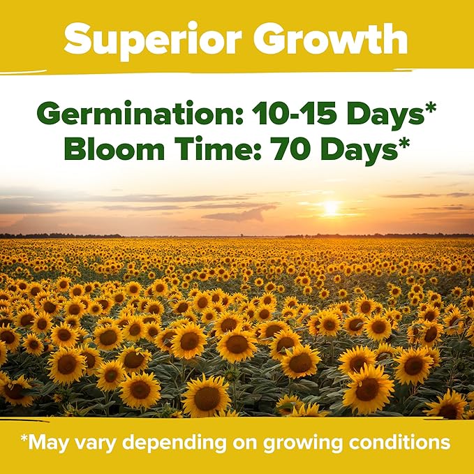 HOME GROWN 𝗨𝗦𝗔 Sunflower Seeds to Plant | 520+ Giant Mammoth Sunflower Seeds for Planting Bulk
