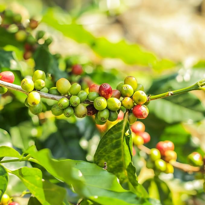 doanhdang - 17 Oz Premium Culi Whole Bean Coffee, 100% Culi Peaberry Medium Roast, Rich Flavor for