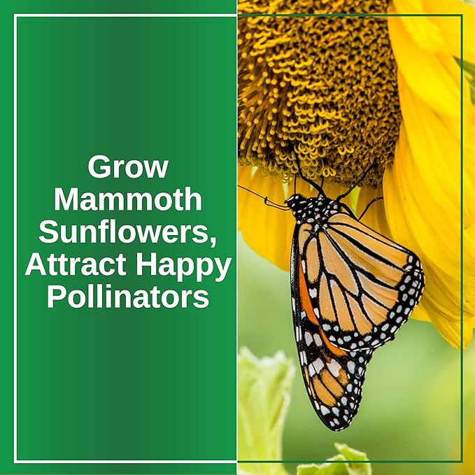TKE Farms & Gardens - Mammoth Sunflower Seeds for Planting, 100+ Non-GMO Heirloom Seeds, Grow