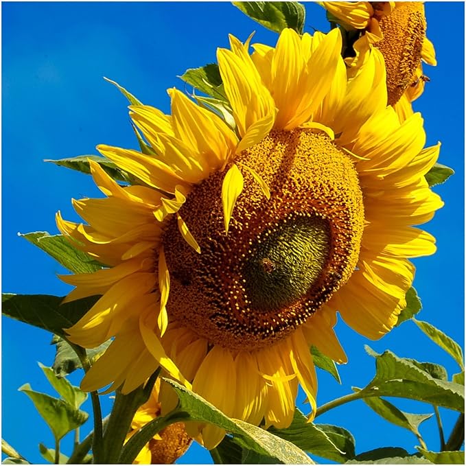 Non GMO Bulk Mammoth Grey Stripe Sunflower Seeds- Helianthus annuus (1 Lb)