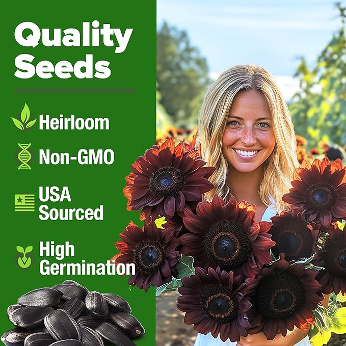 HOME GROWN Chocolate Cherry Sunflower Seeds – 75 𝗡𝗢𝗡-𝗚𝗠𝗢 𝗨𝗦𝗔 Heirloom Seeds for Planting