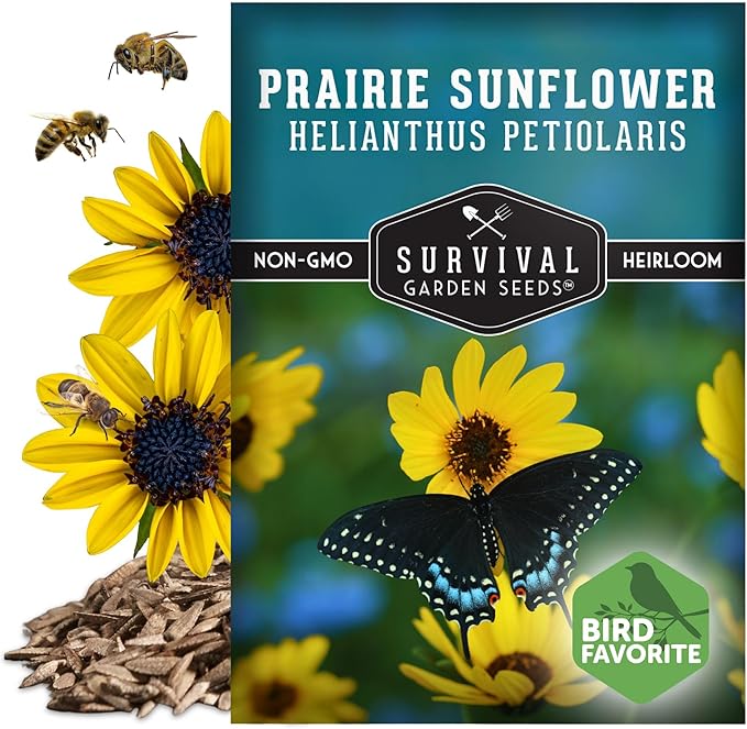 Survival Garden Seeds - Native Prairie Sunflower (Helianthus petiolaris) | Compact Drought Tolerant