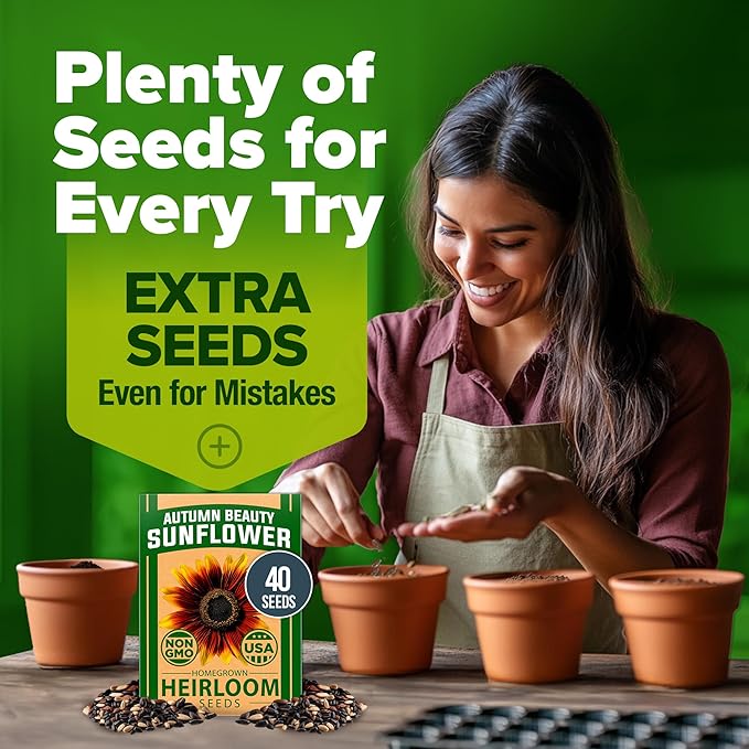 HOME GROWN 𝗨𝗦𝗔 𝗣𝗥𝗘𝗠𝗜𝗨𝗠 Autumn Beauty Sunflower Seeds to Plant 40 Heirloom Non-GMO