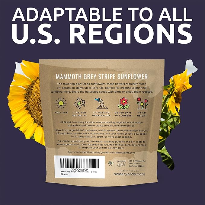 Mammoth Grey Stripe Sunflower Seeds for Planting – Extra Large Packet – Over 250 Open Pollinated