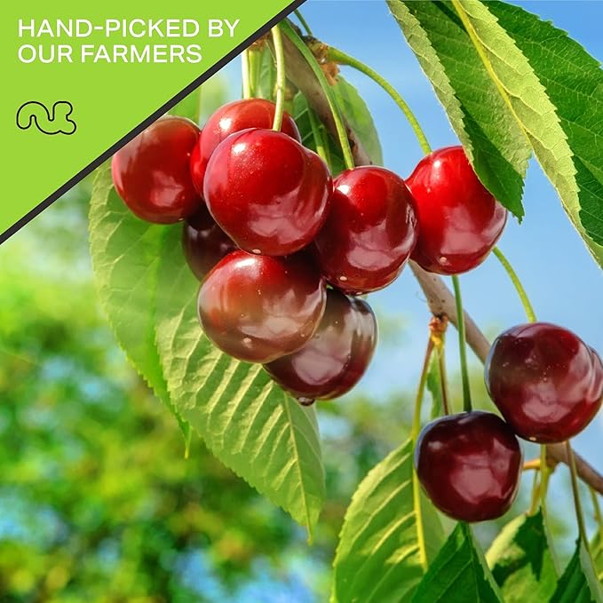 NUT CRAVINGS - Sun Dried Sour Tart Cherries, Lightly Sweetened, Unsulphured (48oz, 3 LB) Bulk Dry