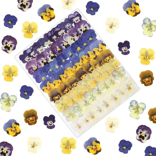 64 Pcs Dried Pressed Viola Flowers, 8 Color Gradient Purple Blue Yellow White, for Resin DIY Art