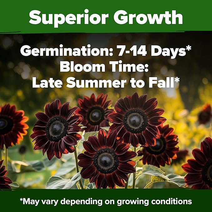HOME GROWN Chocolate Cherry Sunflower Seeds – 75 𝗡𝗢𝗡-𝗚𝗠𝗢 𝗨𝗦𝗔 Heirloom Seeds for Planting