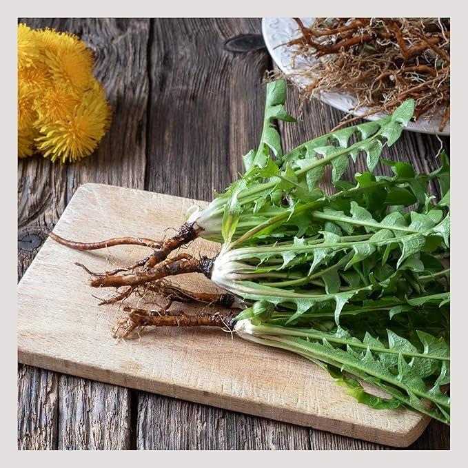 MagJo Naturals Dandelion Root, Raw, Not Roasted, Loose Tea (50 + Cups) (4 oz) 100% Wild-Crafted