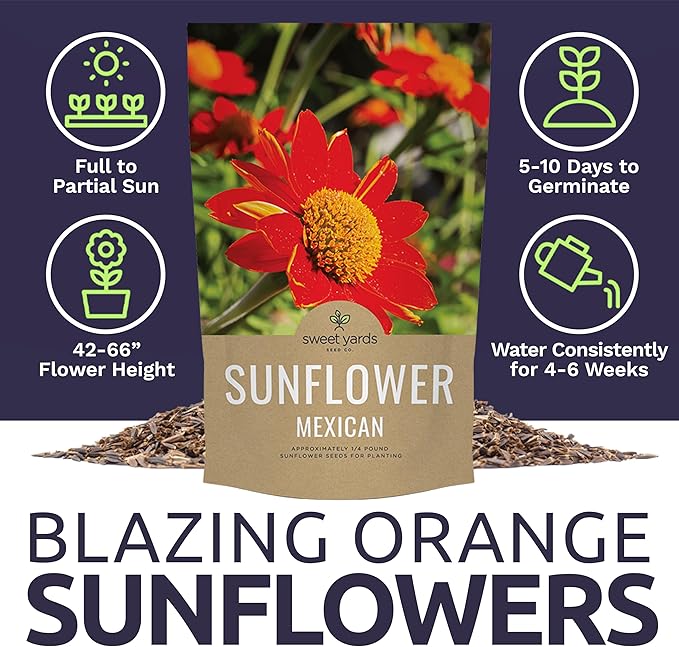 Mexican Sunflower Seeds – Bulk Quarter Pound Bag – Over 10,000 Open Pollinated Non-GMO Wildflower