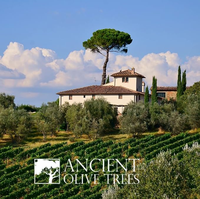 ANCIENT OLIVE TREES - Balsamic Vinegar | Aceto Balsamico di Modena IGP | Perfect for Any Sauce