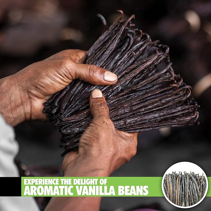 26 Organic Madagascar Vanilla Beans Extract Exclusive Grade B| 4.5" - 5.5" by FITNCLEAN VANILLA|