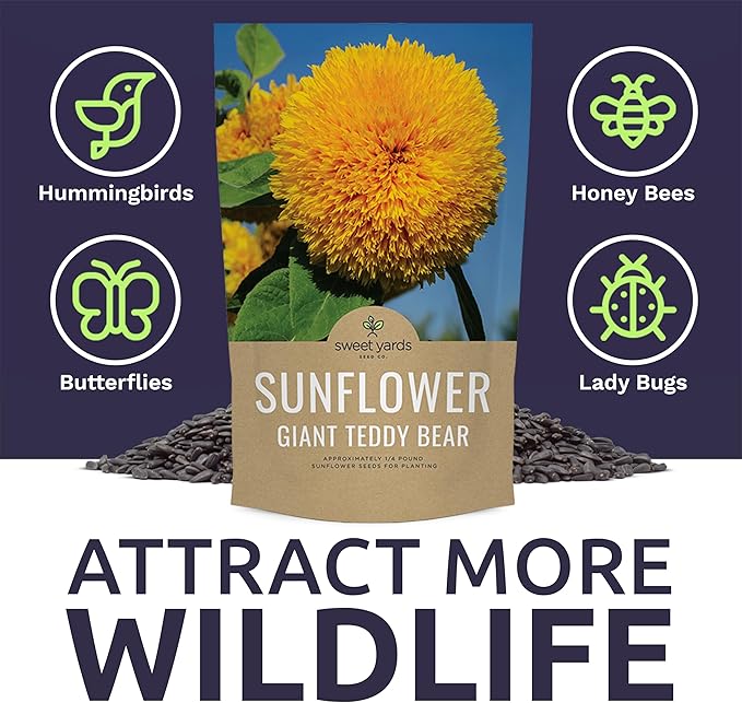 Giant Teddy Bear Sunflower Seeds - Bulk 1/4 Pound Bag - Over 5,000 Fresh Open Pollinated Non-GMO