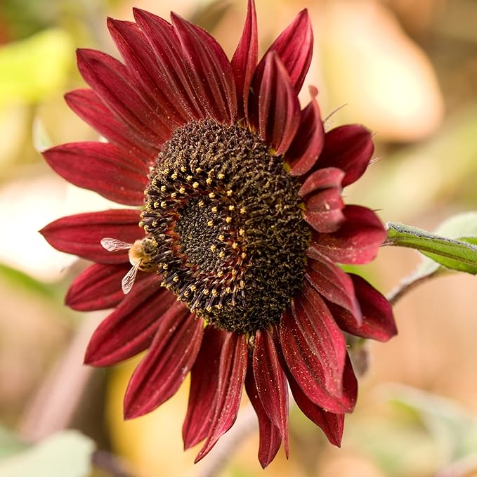 Park Seed ProCut Red Sunflower Seeds – Deep Red 4-Inch Blooms with Brown Centers, Easy to Grow