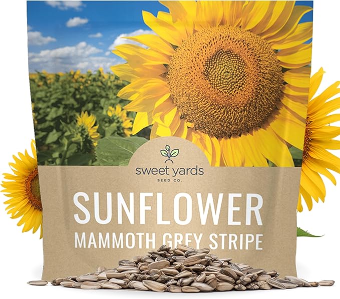Mammoth Grey Stripe Sunflower Seeds for Planting – Extra Large Packet – Over 250 Open Pollinated