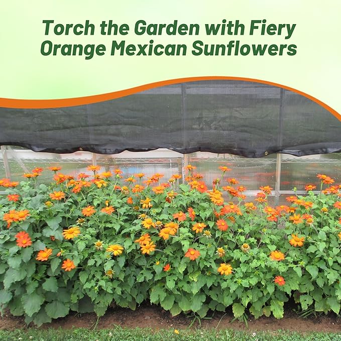 Outsidepride Goldfinger Mexican Sunflower Seeds - 1000 Pcs Annual, Easy-to-Grow, Orange Tithonia