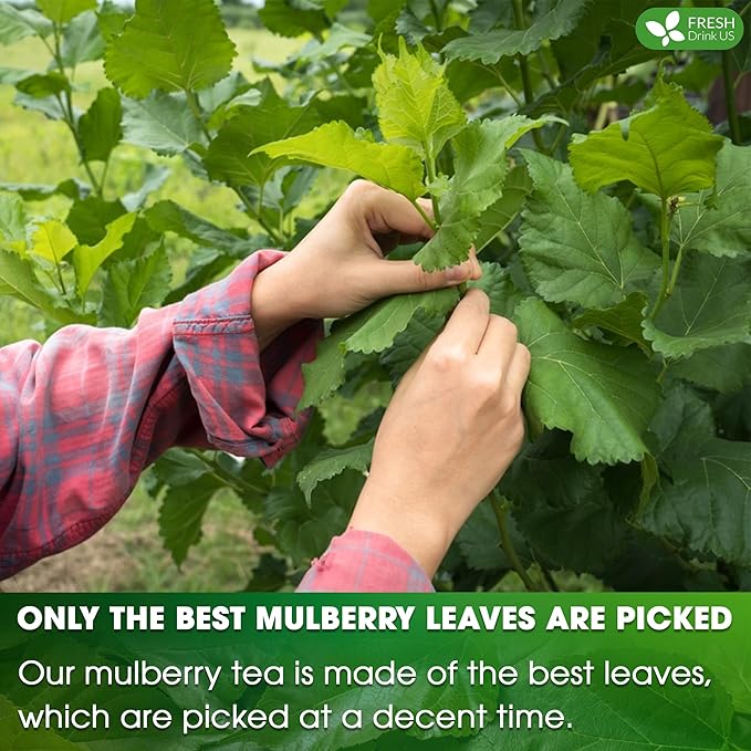 FreshDrinkUS Premium Mulberry Leaf Tea - 50 Bags, 100% Natural & Pure. Loose Leaf Herbal Tea.