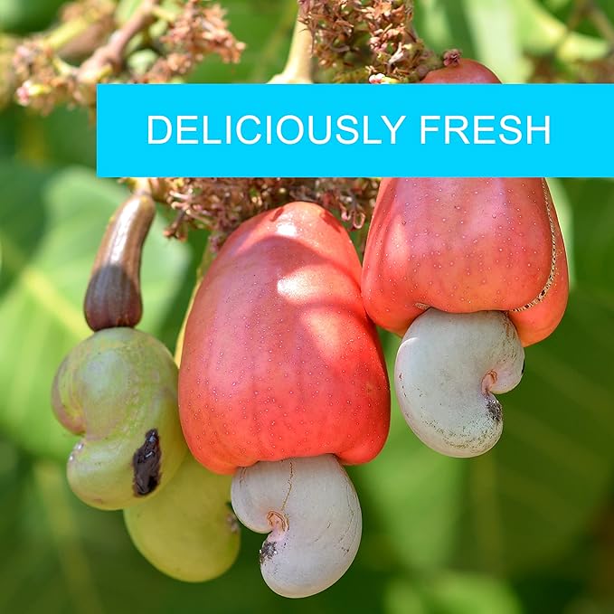 Cashews Roasted Salted - 32 oz 2 lbs | Whole Cashew Nut | Healthy Protein Snack | Natural Keto &