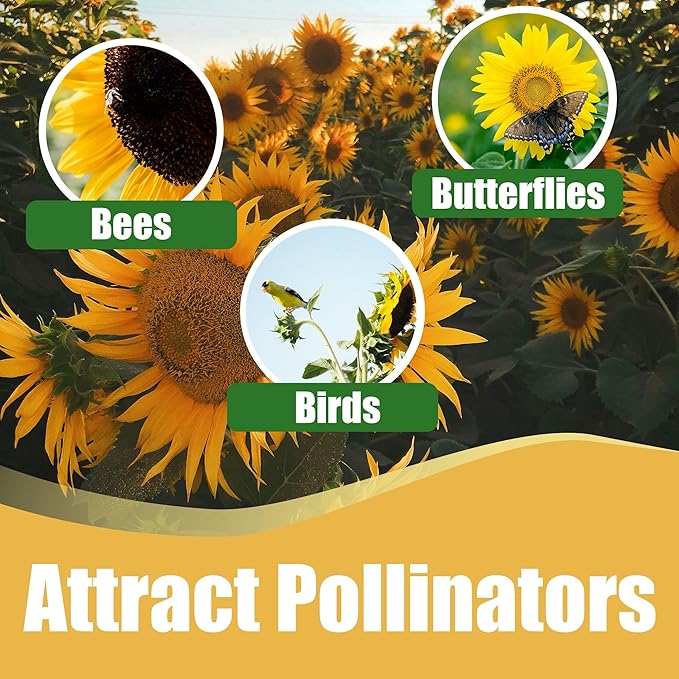 Park Seed Monet's Palette Mix Sunflower Seeds – Designer Blend of Pollen-Free, Multi-Bloom